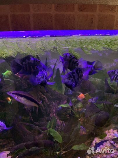 Аквариумные рыбы Сапфировый попугай