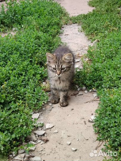 Отдам бесплатно