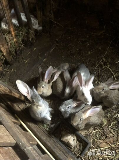 Продам кроликов