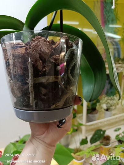 Орхидея фаленопсис