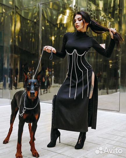 Доберман для фотосессий, съёмок