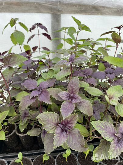 Рассада овощей и цветов