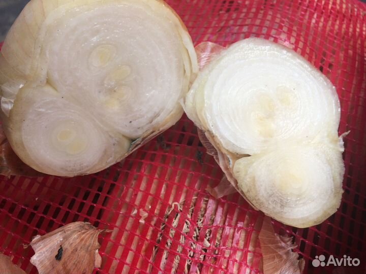 Лук на перо. Штутгартер Ризен озимый