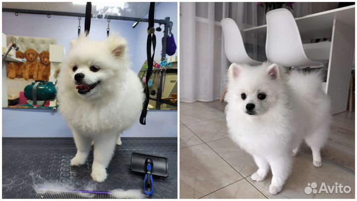 Стрижка собак и кошек груминг