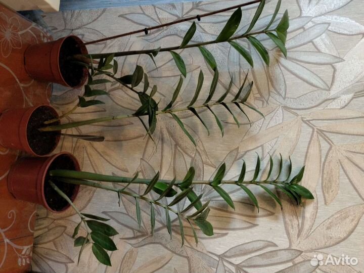 Мята и замиокулькас