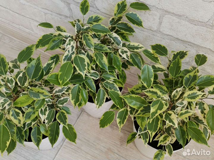 Комнатное растение Фикус Бенджамина