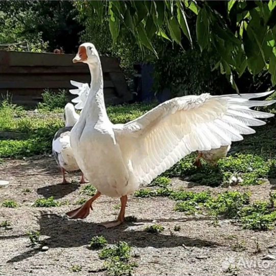 Гуси Линда