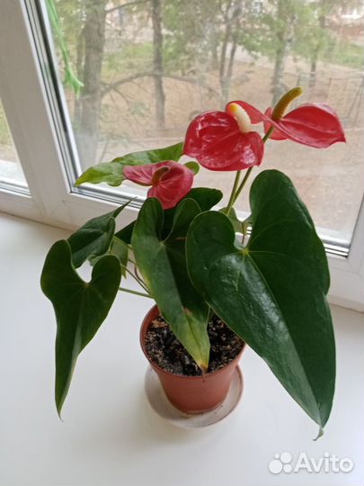 Антуриум RED