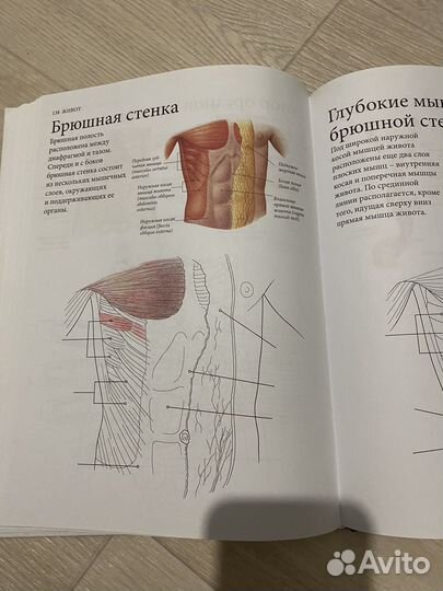 Анатомия атлас раскраска 2 книги