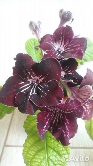 Стрептокарпусы (стрепсы)