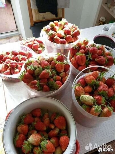 Усы клубники