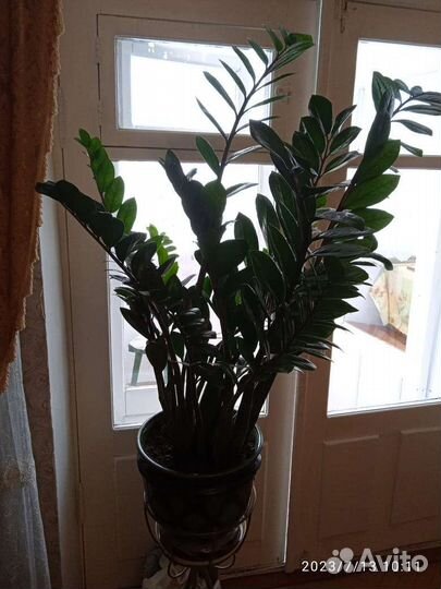 Декоративное растение. Для офиса