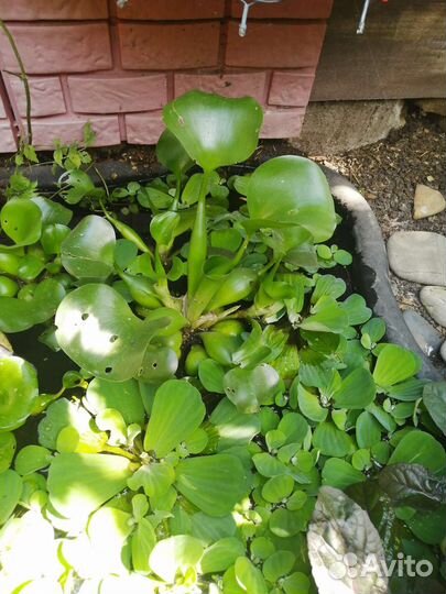 Пистия водный гиацинт