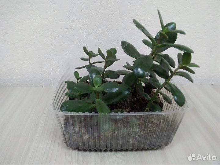 Толстянка Красула