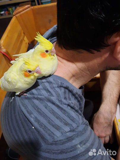 Попугай корелла птенцы выкормыши