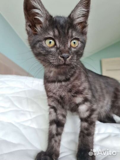 Кошка в дар