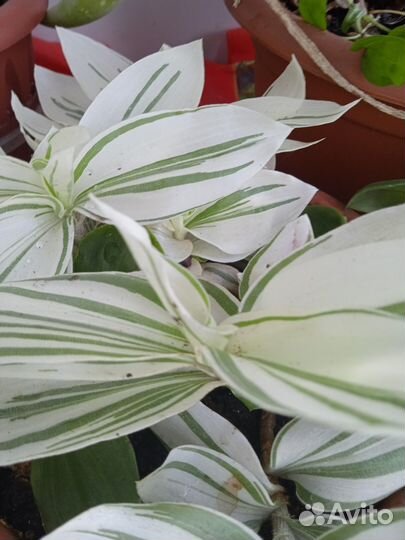 Традесканция зелено белая