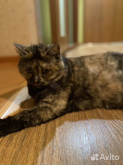 Ласковые коты ищут дом