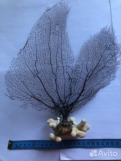 Сувенир. Натуральный чёрный коралл
