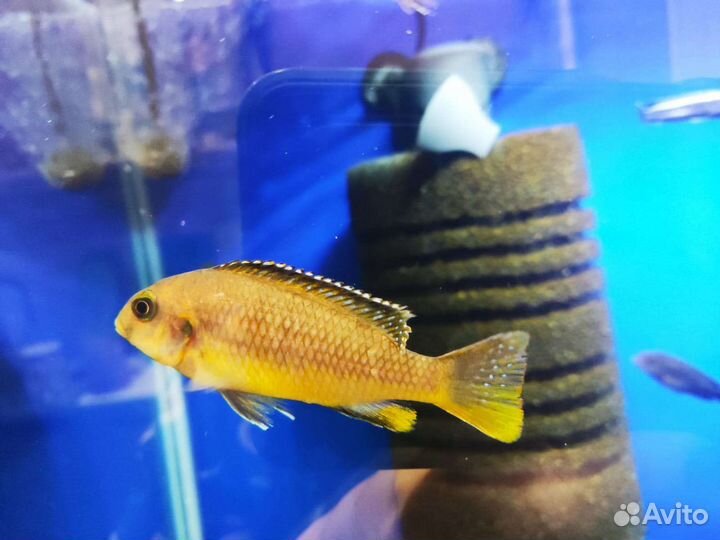 Малавийские цихлиды групп мбуна и утака