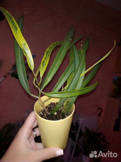 Разбирaйте налетaйтe.комнатные растения