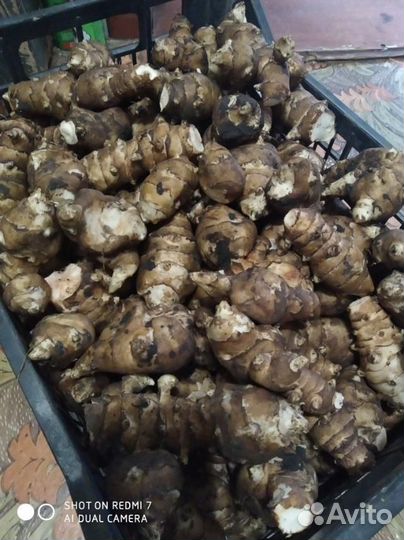 Топинамбур клубни, рассада