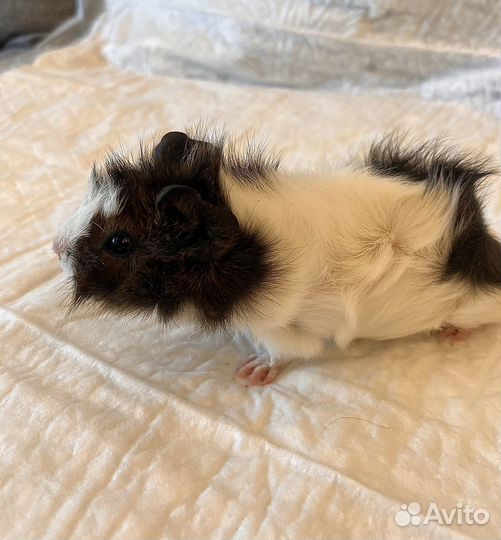 Морские свинки малыши