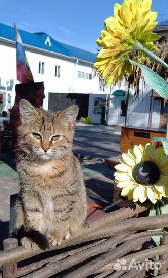 Котенок девочка бесплатно