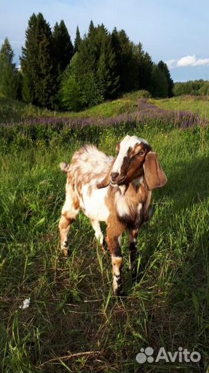 Нубийский козёл приглашает на вязку