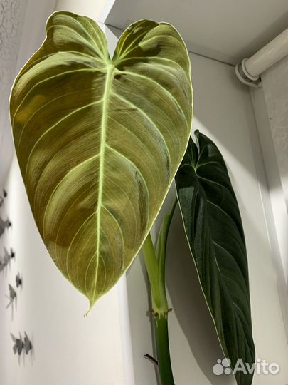 Филодендрон меланохризум