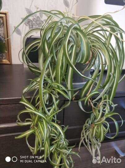 Хлорофитум