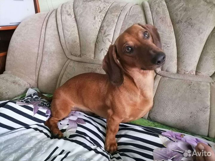 Такса кобель ищет невесту. Здоровый, возраст 1,7