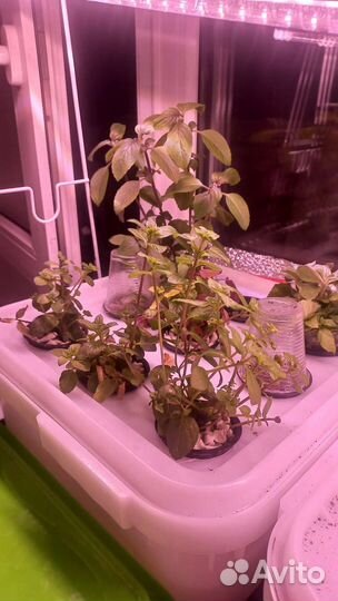 Гидропоника готовая система DWC для дома