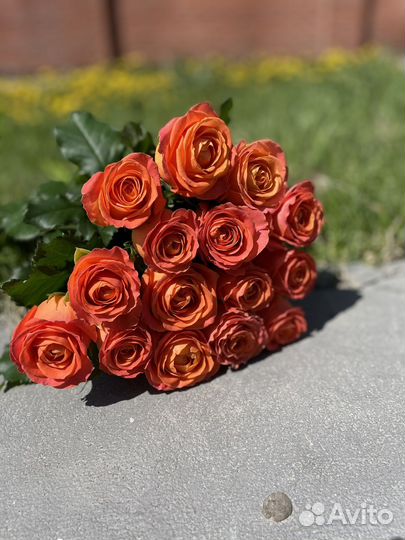 Коралловая роза 15 шт. 70см Доставка