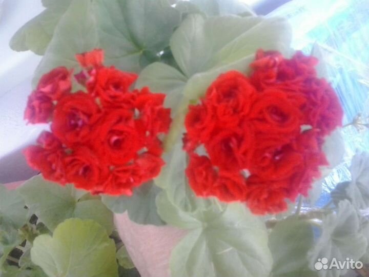 Пеларгония белая, розовая, красная