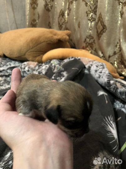 Щенки чихуахуа