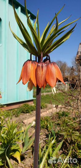 Рябчик императорский