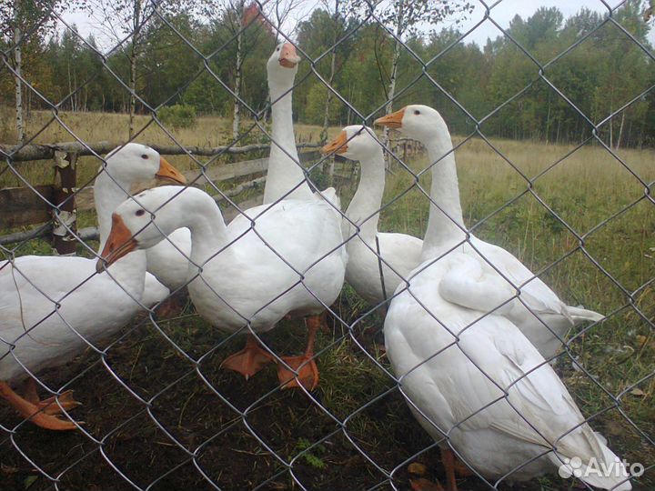 Семья линдовских гусей
