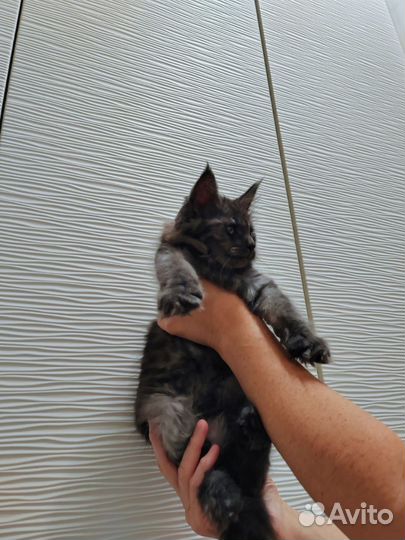 Котенок мейн-кун