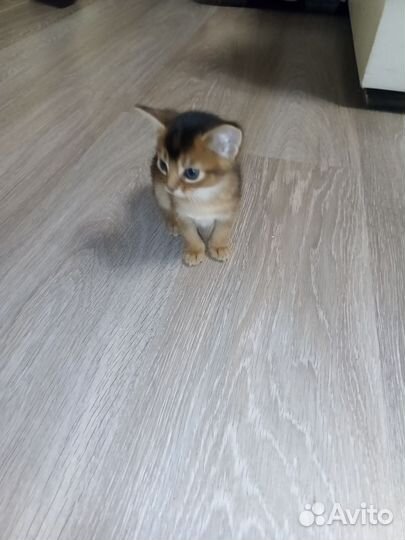 Абиссинская