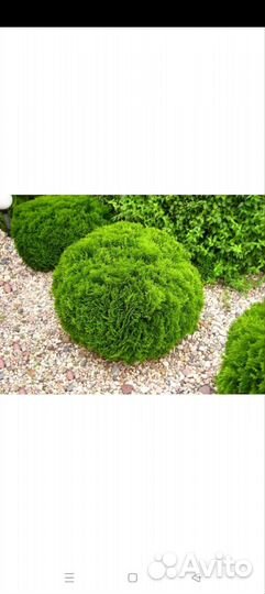 Туя шаровидная Хозери