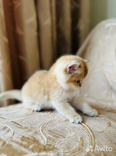 Котенок британская золотая шиншилла