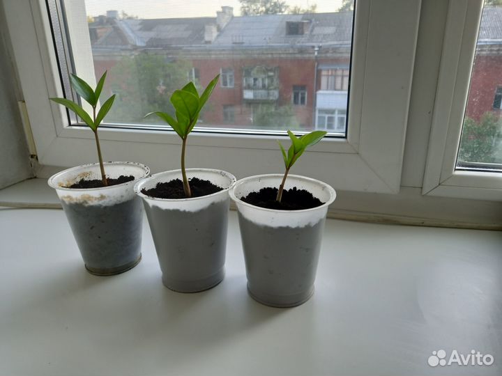 Замиокулькас