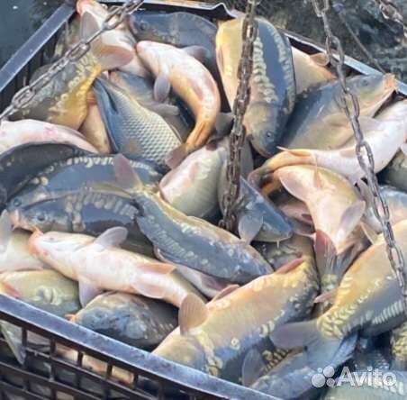 Живая рыба карп