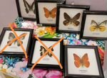 Бабочка коллекционная в рамке