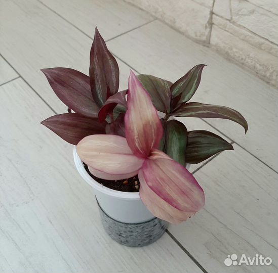 Традесканция кустовая нанук, пинк хилл, тайская