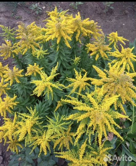 Растения для сада