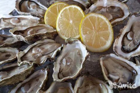 Дальневосточная Устрица, Камчатский краб, Гребешок