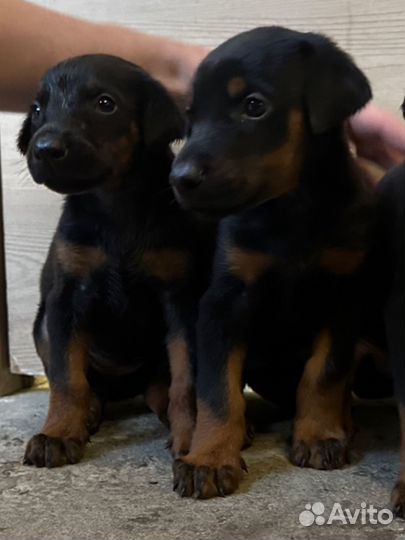 Щенок добермана девочка