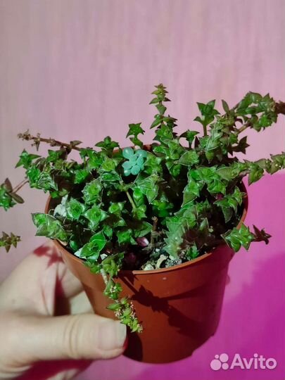 Суккуленты и кактусы